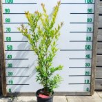 Granátové jablko (Punica granatum) ´MAXIMA RUBRA´ - výška 60-80 cm, kont. C3L (-16°C)